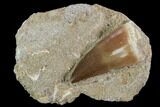 Mosasaur (Prognathodon) Tooth In Rock #96183-1